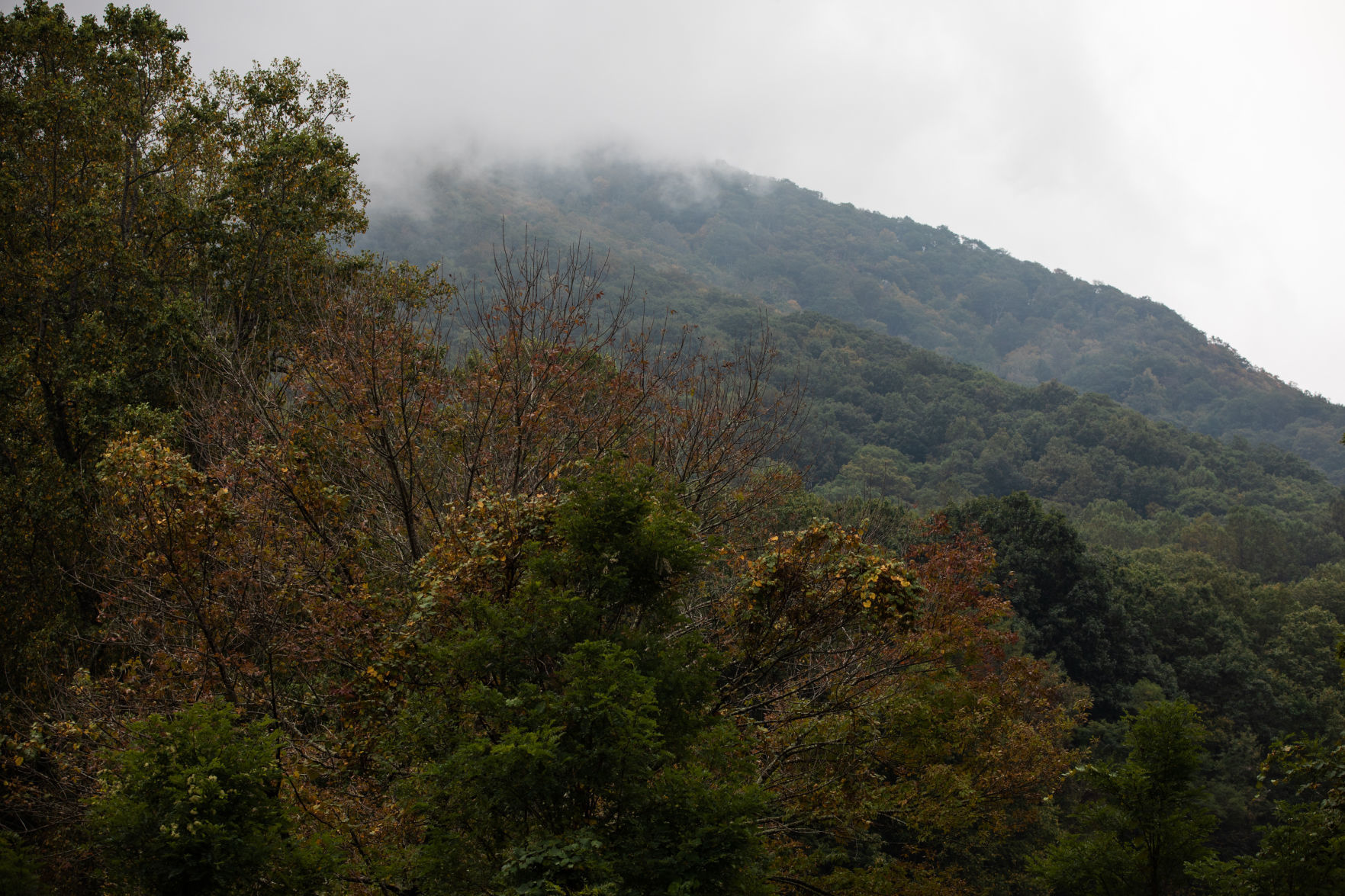 Leaves 10